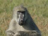 Africa 274 : Africa, Animal, Baboon, Botswana, Mammal, Mombo, Okavango